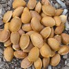 Mandľa (Amygdalus communis) NIKITSKIJ