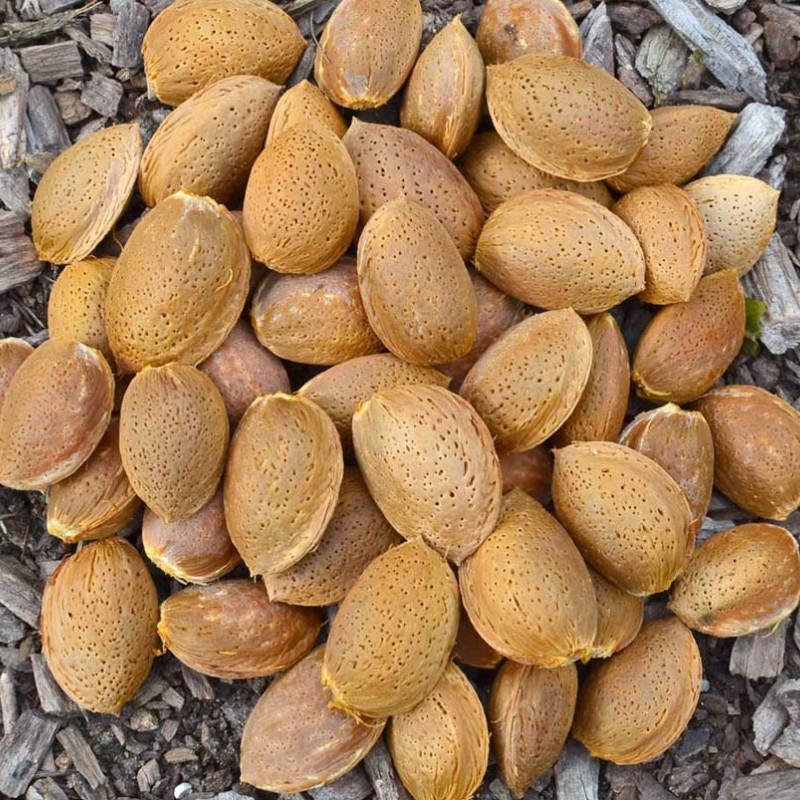 Mandľa (Amygdalus communis) NIKITSKIJ