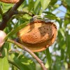 Mandľa (Amygdalus communis) PALATINA