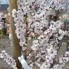 Mandľa hybridná (Prunus amygdalopersica) ROBIJN