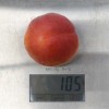 Apricot (Prunus armeniaca) AMIRAL