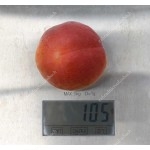 Aprikose (Prunus armeniaca) AMIRAL