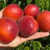 Apricot (Prunus armeniaca) AMIRAL
