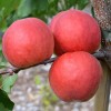 Apricot (Prunus armeniaca) AMIRAL