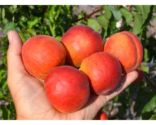 Apricot AMIRAL