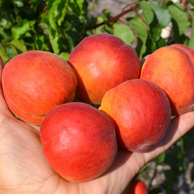 Apricot (Prunus armeniaca) AMIRAL