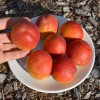 Apricot (Prunus armeniaca) AMIRAL