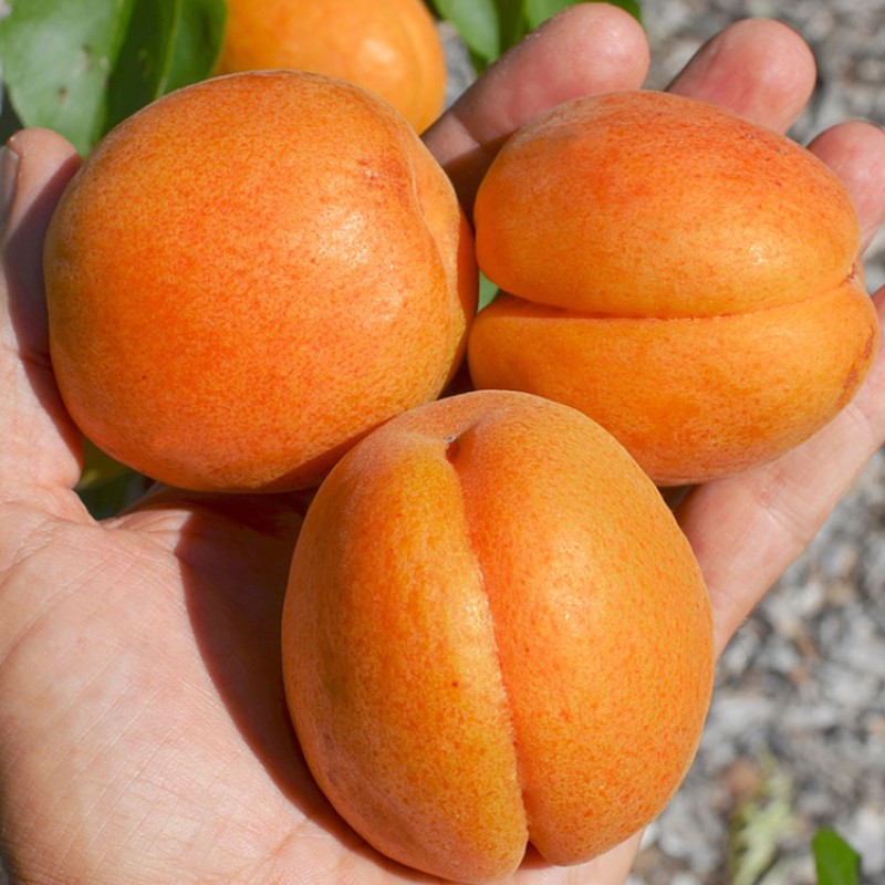 Apricot (Prunus armeniaca) DACIA