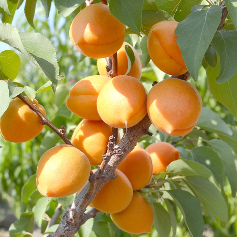Apricot (Prunus armeniaca) HARCOT