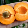 Apricot (Prunus armeniaca) HARGRAND