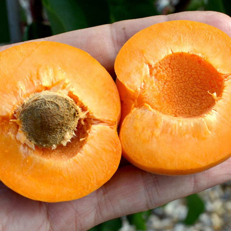 Apricot (Prunus armeniaca) HARGRAND