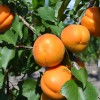 Apricot (Prunus armeniaca) HAROGEM