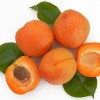 Apricot (Prunus armeniaca) HAROGEM