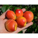 Aprikose (Prunus armeniaca) HILDE