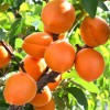 Apricot (Prunus armeniaca) COMPACTA