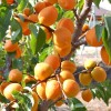 Apricot (Prunus armeniaca) COMPACTA