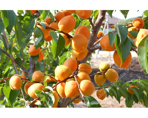 Aprikose (Prunus armeniaca) COMPACTA