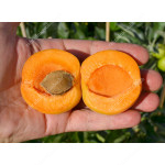 Apricot (Prunus armeniaca) KRUPNOPLODNY DUKI