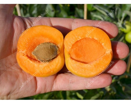 Apricot (Prunus armeniaca) KRUPNOPLODNY DUKI