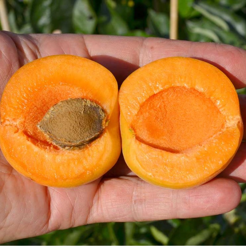 Apricot (Prunus armeniaca) KRUPNOPLODNY DUKI