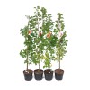 Apricot (Prunus armeniaca) NASLAZHDENIE