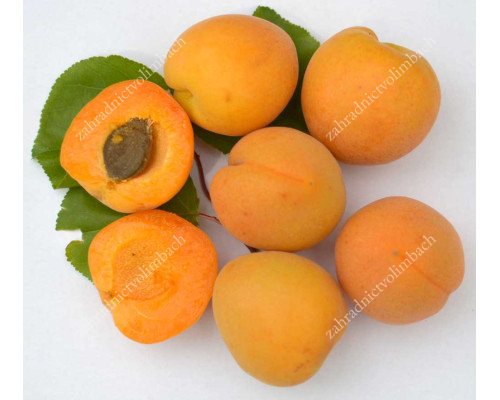 Aprikose (Prunus armeniaca) MINO