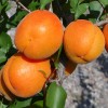 Aprikose (Prunus armeniaca) MONASTYRSKIJ