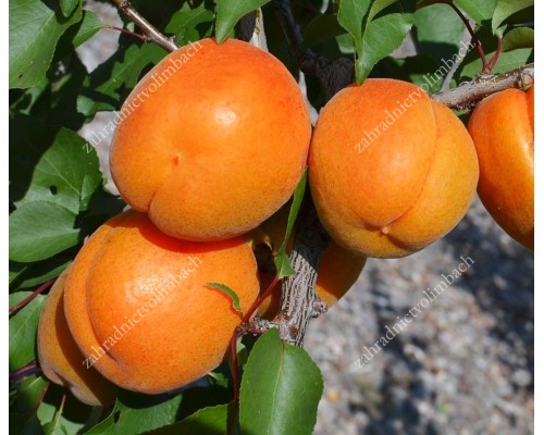 Apricot (Prunus armeniaca) MONASTYRSKY