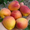 Aprikose (Prunus armeniaca) OSOBLIVYJ DENISJUKA