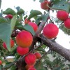 Aprikose (Prunus armeniaca) OSOBLIVYJ DENISJUKA
