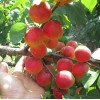 Aprikose (Prunus armeniaca) OSOBLIVYJ DENISJUKA
