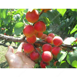 Apricot (Prunus armeniaca) OSOBLIVY DENISYUKA