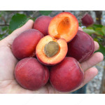 Marhuľa (Prunus armeniaca) RUBISTA