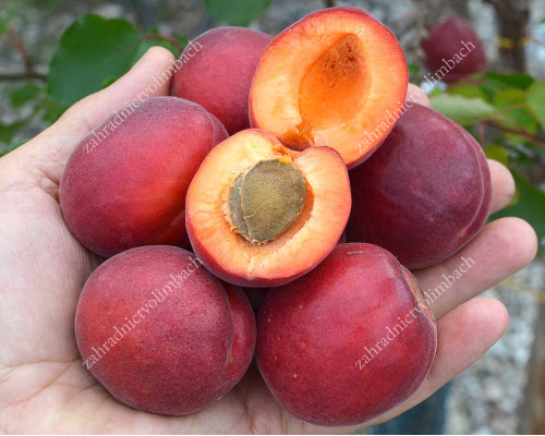 Aprikose (Prunus armeniaca) RUBISTA