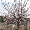 Marhuľa (Prunus armeniaca) ŠALACH ANANASNYJ