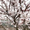Marhuľa (Prunus armeniaca) ŠALACH ANANASNYJ