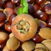 Mišpuľa (Mespilus germanica) MONSTRUEUSE dEvreinoff
