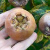 Mišpuľa (Mespilus germanica) MONSTRUEUSE dEvreinoff