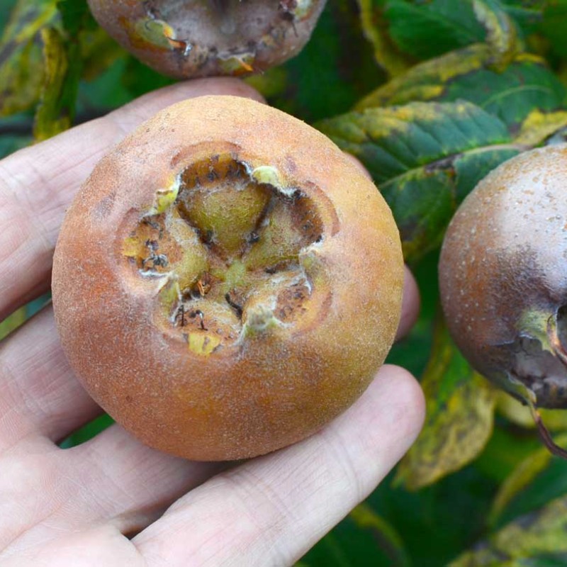 Mišpuľa (Mespilus germanica) MONSTRUEUSE dEvreinoff