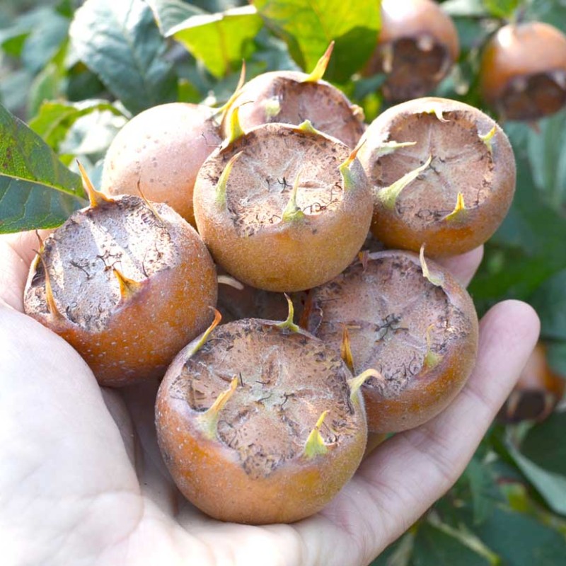 Mišpuľa (Mespilus germanica) NOTTINGHAM