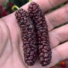 Mulberry (Morus macroura) PAKISTAN RED
