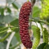 Mulberry (Morus macroura) PAKISTAN RED