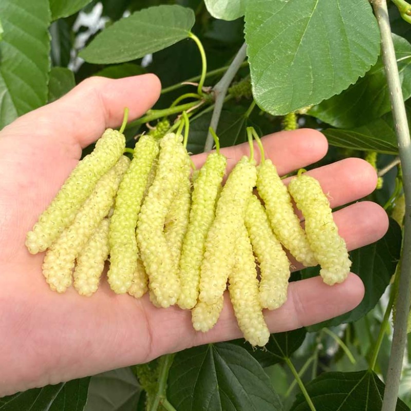 Moruša (Morus macroura) PAKISTANSKÁ BIELA