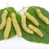 Moruša (Morus macroura) PAKISTANSKÁ BIELA