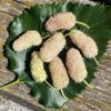 White Mulberry (Morus alba) SHANDONG