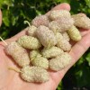 White Mulberry (Morus alba) SHANDONG