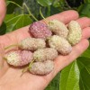 White Mulberry (Morus alba) SHANDONG