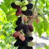 Moruša (Morus nigra) SHELLY