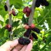 Moruša (Morus nigra) SHELLY