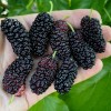 Moruša (Morus nigra) SHELLY